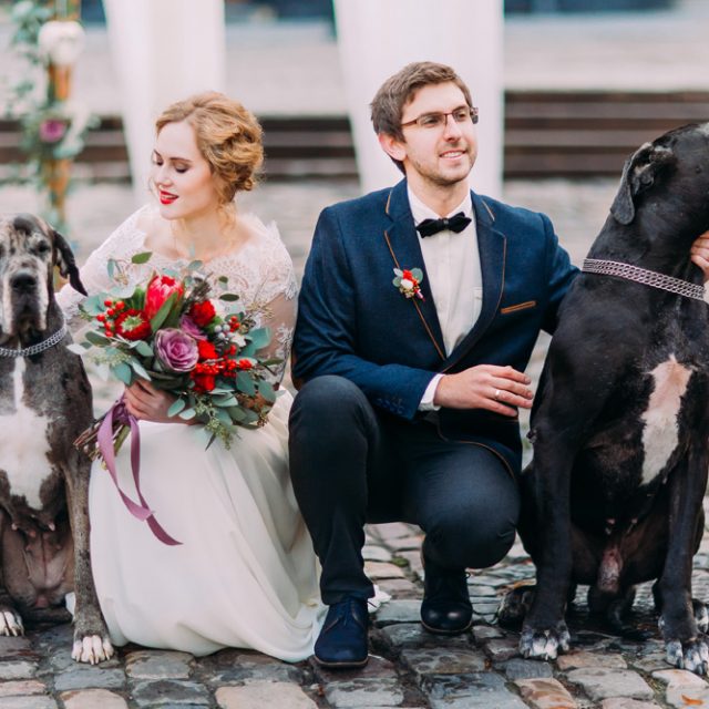 Animals at Weddings